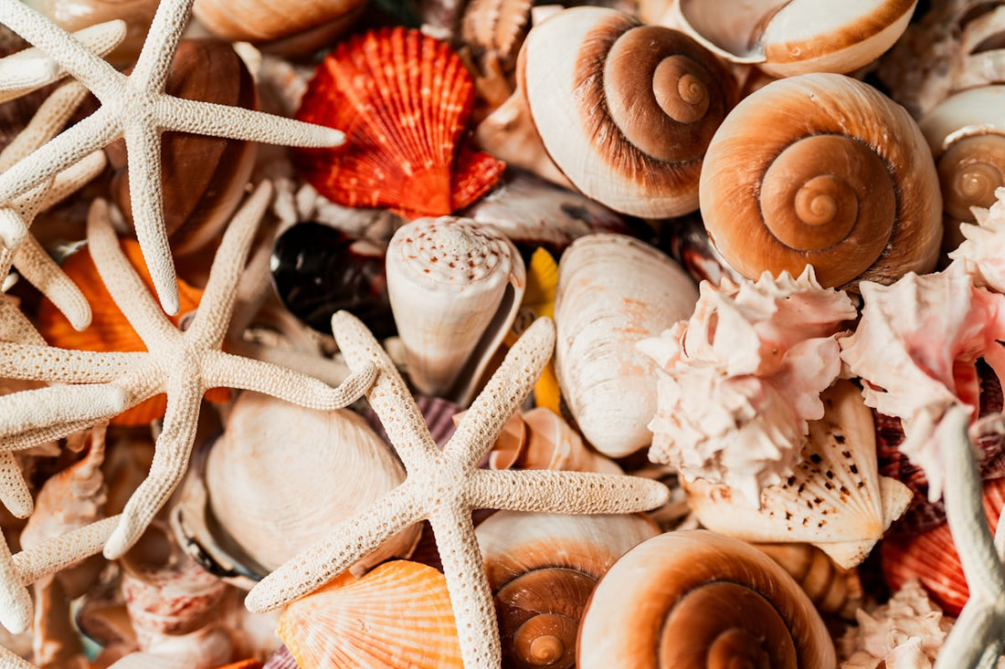 Seashells and starfish on sandy beach representing marine motif jewelry inspiration